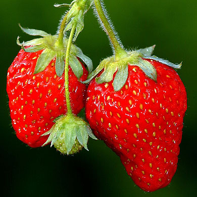 Erdbeeren